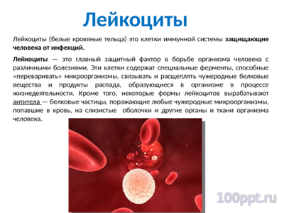 Презентация кровеносная система человека - слайд 9 9 слайд презентации кровеносная система человека