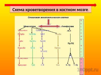 Презентация патофизиология белой крови - слайд 1 1 слайд презентации патофизиология белой крови