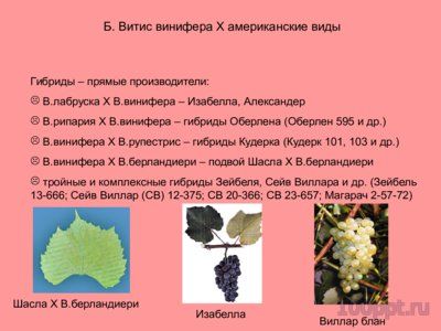 Презентация селекция виноградства и ампелография - слайд 7 7 слайд презентации селекция виноградства и ампелография