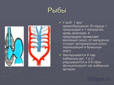 Презентация филогенез кровеносной системы - слайд 3 3 слайд презентации филогенез кровеносной системы