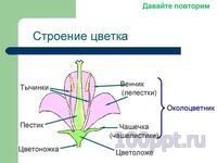 Презентация цветение и опыление растений - слайд 1 1 слайд презентации цветение и опыление растений