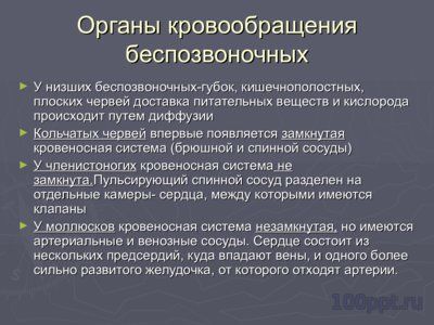 Презентация филогенез кровеносной системы - слайд 1 1 слайд презентации филогенез кровеносной системы