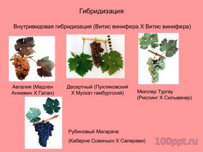 Презентация селекция виноградства и ампелография - слайд 5 5 слайд презентации селекция виноградства и ампелография