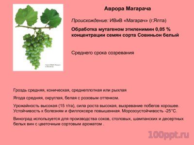 Презентация селекция виноградства и ампелография - слайд 9 9 слайд презентации селекция виноградства и ампелография