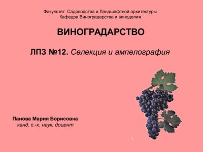 Презентация селекция виноградства и ампелография