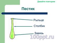 Презентация цветение и опыление растений - слайд 2 2 слайд презентации цветение и опыление растений