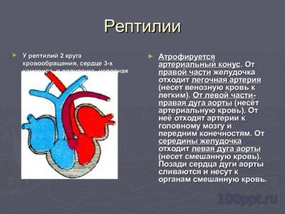 Презентация филогенез кровеносной системы - слайд 5 5 слайд презентации филогенез кровеносной системы