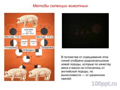 Презентация основные методы селекции животных - слайд 6 6 слайд презентации основные методы селекции животных
