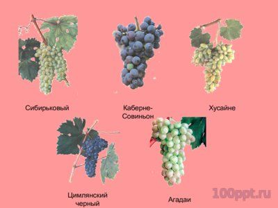 Презентация селекция виноградства и ампелография - слайд 4 4 слайд презентации селекция виноградства и ампелография