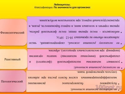 Презентация патофизиология белой крови - слайд 5 5 слайд презентации патофизиология белой крови