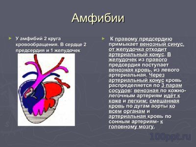 Презентация филогенез кровеносной системы - слайд 4 4 слайд презентации филогенез кровеносной системы