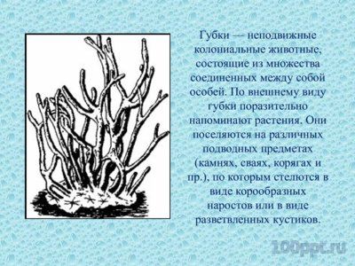 Презентация губки и кишечнополостные - слайд 3 3 слайд презентации губки и кишечнополостные