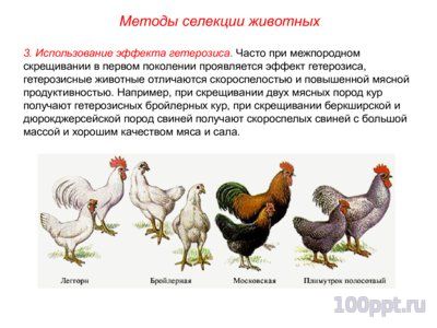 Презентация основные методы селекции животных - слайд 7 7 слайд презентации основные методы селекции животных