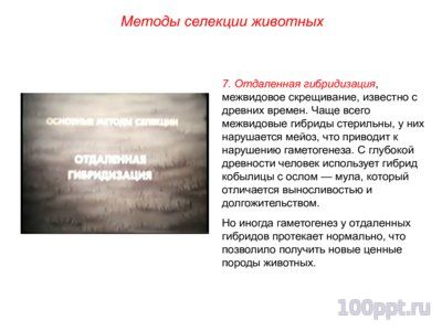 Презентация основные методы селекции животных - слайд 9 9 слайд презентации основные методы селекции животных