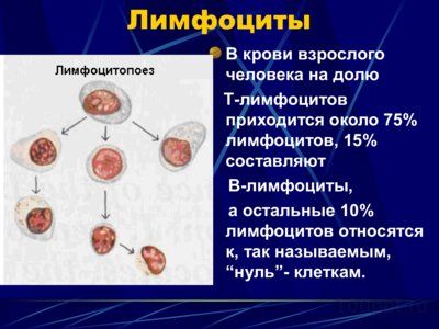 Презентация физиология крови - слайд 9 9 слайд презентации физиология крови