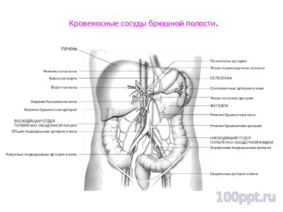 Презентация кровеносная система человека - слайд 8 8 слайд презентации кровеносная система человека