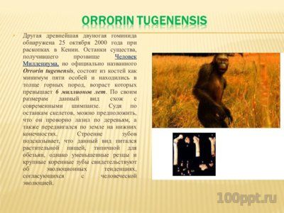 Презентация древние гоминиды - слайд 3 3 слайд презентации древние гоминиды