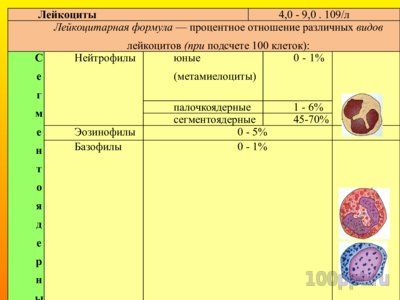 Презентация патофизиология белой крови - слайд 3 3 слайд презентации патофизиология белой крови