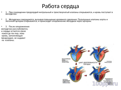 Презентация кровеносная система человека - слайд 4 4 слайд презентации кровеносная система человека