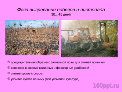 Презентация жизненные циклы винограда - слайд 9 9 слайд презентации жизненные циклы винограда