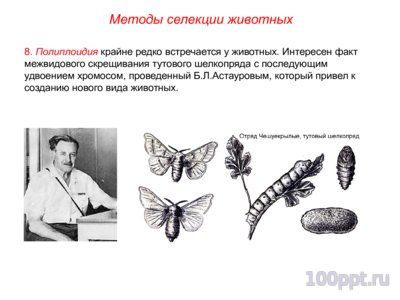 Презентация основные методы селекции животных - слайд 10 10 слайд презентации основные методы селекции животных