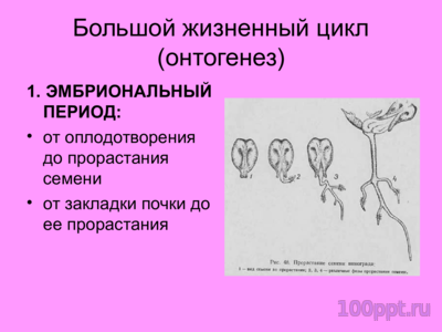 Презентация жизненные циклы винограда - слайд 2 2 слайд презентации жизненные циклы винограда