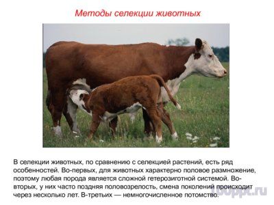 Презентация основные методы селекции животных - слайд 2 2 слайд презентации основные методы селекции животных