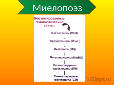 Презентация патофизиология белой крови - слайд 2 2 слайд презентации патофизиология белой крови