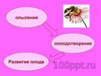 Презентация цветение и опыление растений - слайд 4 4 слайд презентации цветение и опыление растений