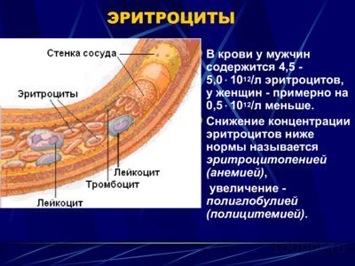 Презентация физиология крови - слайд 6 6 слайд презентации физиология крови
