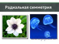 Презентация природа говорит языком математики - слайд 4 4 слайд презентации природа говорит языком математики