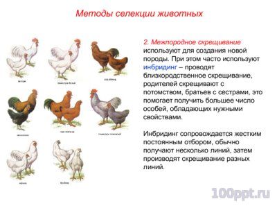 Презентация основные методы селекции животных - слайд 4 4 слайд презентации основные методы селекции животных