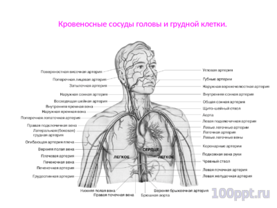 Презентация кровеносная система человека - слайд 7 7 слайд презентации кровеносная система человека
