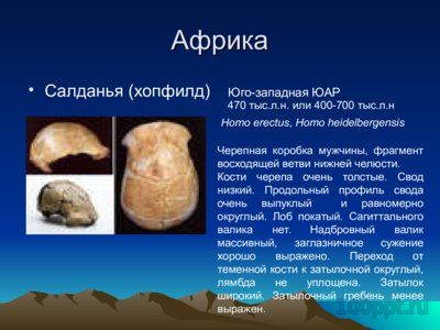 Презентация основные находки ископаемых гоминид - слайд 2 2 слайд презентации основные находки ископаемых гоминид