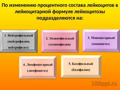Презентация патофизиология белой крови - слайд 6 6 слайд презентации патофизиология белой крови