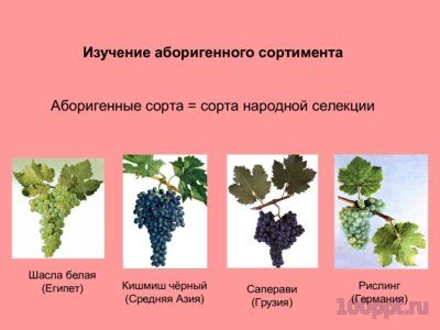 Презентация селекция виноградства и ампелография - слайд 3 3 слайд презентации селекция виноградства и ампелография