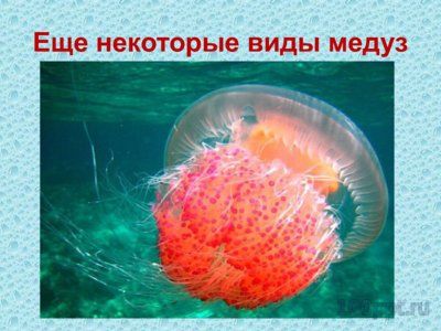 Презентация губки и кишечнополостные - слайд 10 10 слайд презентации губки и кишечнополостные
