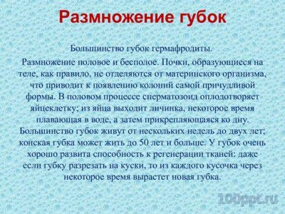 Презентация губки и кишечнополостные - слайд 5 5 слайд презентации губки и кишечнополостные