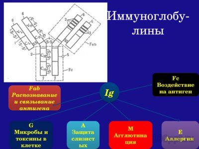 Презентация белки плазмы крови - слайд 10 10 слайд презентации белки плазмы крови