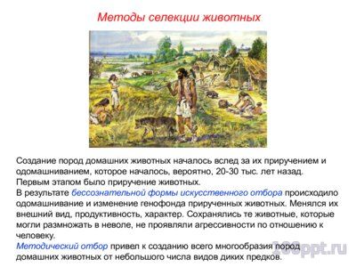 Презентация основные методы селекции животных - слайд 1 1 слайд презентации основные методы селекции животных