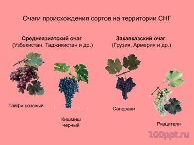 Презентация селекция виноградства и ампелография - слайд 2 2 слайд презентации селекция виноградства и ампелография