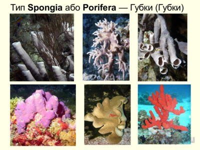 Презентация тип губки - слайд 3 3 слайд презентации тип губки