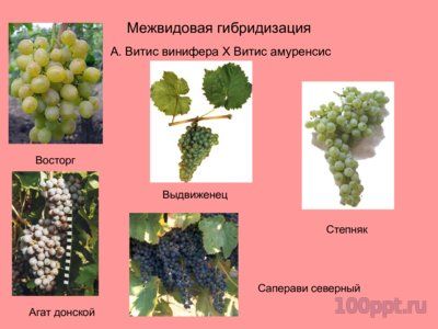 Презентация селекция виноградства и ампелография - слайд 6 6 слайд презентации селекция виноградства и ампелография