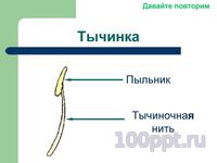Презентация цветение и опыление растений - слайд 3 3 слайд презентации цветение и опыление растений