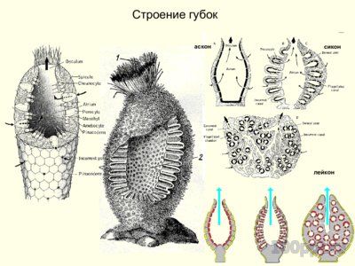 Презентация тип губки - слайд 4 4 слайд презентации тип губки